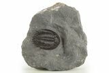 Mrakibina Trilobite - Mrakib, Morocco #334913-1
